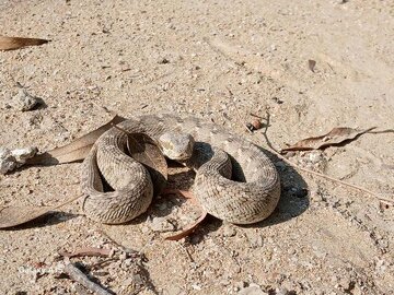 قتل عام مارها به خاطر یک تصور غلط؛ آیا نماد امسال خطرناک است؟