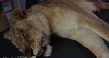 ماده شیر مجموعه گردشگری الیمالات چرا تلف شد؟