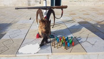 کشف و ضبط اجزای لاشه بز کوهی و یک قبضه سلاح شکاری غیرمجاز در الیگودرز