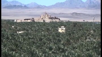 برخورد قاطع دادستانی با تغییر کاربری باغات و قطع درختان خرما در بم