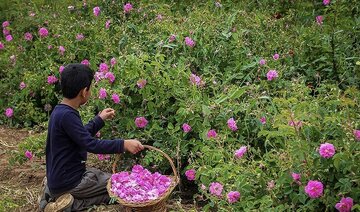 جشنواره گلمحمدی لالهزار کرمان؛ ۲۹ و ۳۰ خرداد