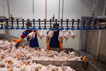 قیمت گوشت مرغ امروز ۲۲ خرداد ۱۴۰۴ / قیمت مرغ تنظیم بازاری چند شد؟ + جدول