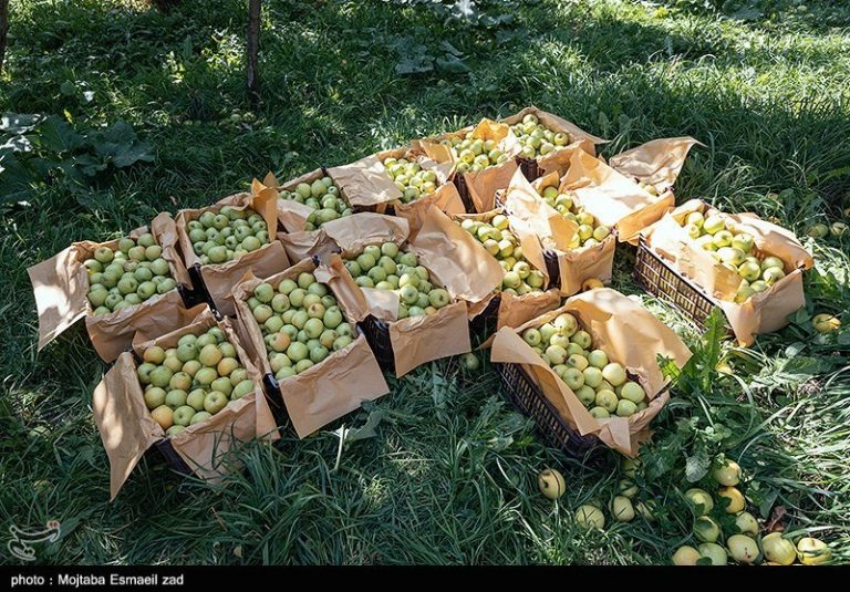 لزوم شناسنامهدار شدن مزارع برای ساماندهی مصرف سموم
