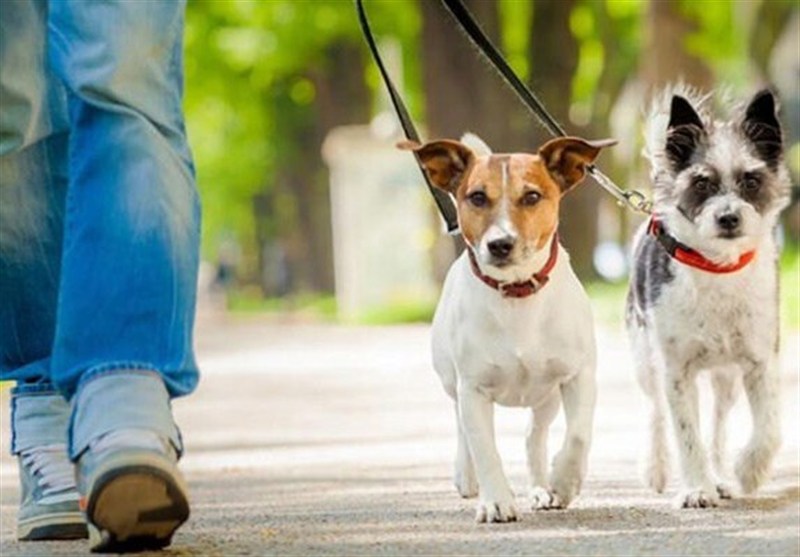 نقدی بر غیرقانونی دانستن ممنوعیت سگ گردانی توسط برهانی