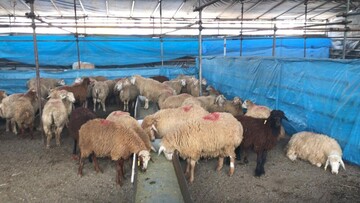 هشدارهای جدی درباره ذبح دام در عید قربان/ گوشت قربانی را ۲۴ ساعت در یخچال قرار دهید