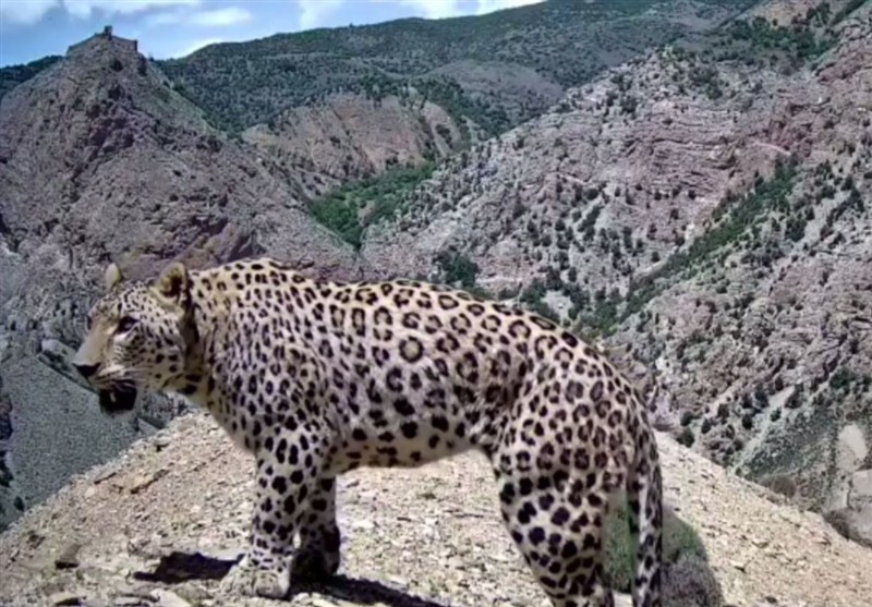 ابهت پلنگ ایرانی در ارتفاعات شمال/ ردپای امید در سوادکوه + فیلم
