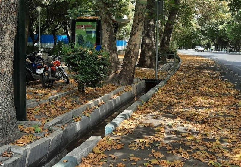 برگریزان پاییزی درختان تهران در تابستان به دلیل گرمای شدید و آلودگی هوا