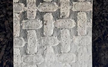 ساخت ربات با کاغذ برنج؛ فناوری امیدبخش در کشاورزی و احیای جنگل