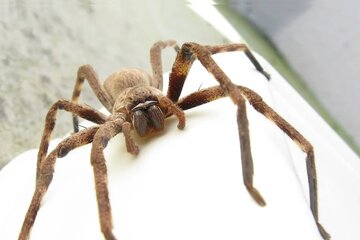 عنکبوتها از کجا آمدهاند؟