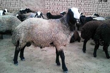 قیمت بره کشتاری در تهران مشخص شد + قیمت