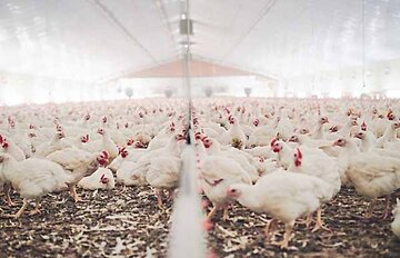 مرغداری های استان کرمان با کاهش سهمیه جوجهریزی مواجهند