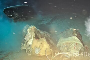 مهمانی کوسههای خوابآلود با یک لاشه گاو در اقیانوس/ عکس