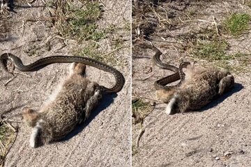 وقتی لقمه از دهان مار بزرگتر است / تلاش افعی برای بلعیدن خرگوش نگونبخت