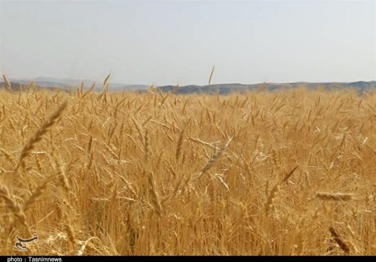 پرداخت ۴۲همت به گندمکاران/ ۳۰درصد مطالبات باقی مانده است