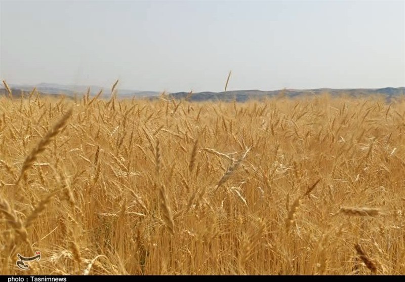 پرداخت ۴۲همت به گندمکاران/ ۳۰درصد مطالبات باقی مانده است