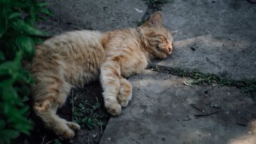 چرا گربه‌ها عاشق بلوک سیمانی هستند؟