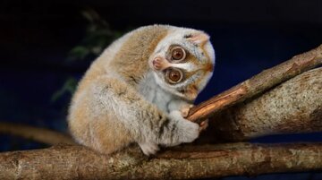 آشنایی با کندترین حیوان جهان / رکوردهایی که شما را شگفتزده میکند!