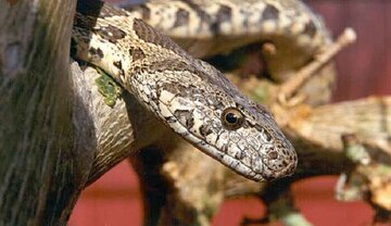 از مار تا عقرب؛ راهنمای کامل مواجهه با گزشهای خطرناک