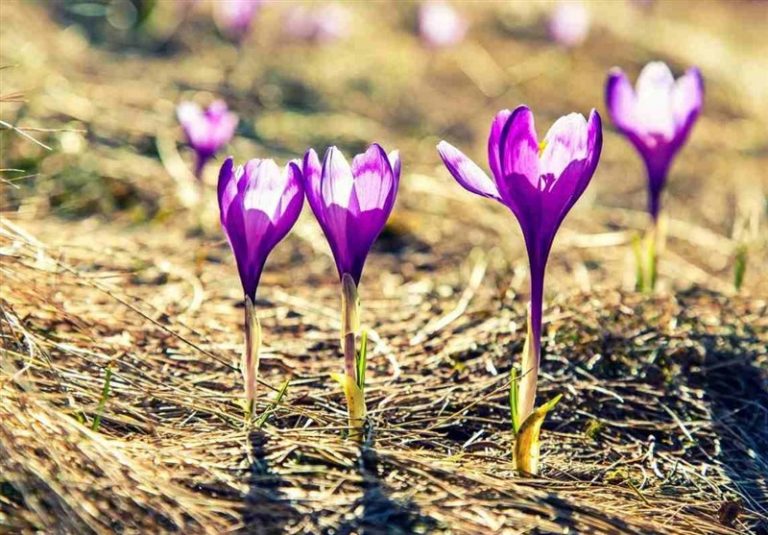 ایران با ۲۵ گونه زعفران وحشی از غنیترین زیستگاههای زعفران جهان