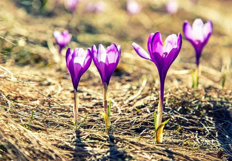 ایران با ۲۵ گونه زعفران وحشی از غنیترین زیستگاههای زعفران جهان