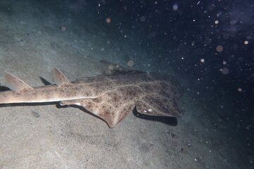 بازگشت فرشتهکوسه؛ تصویر یکی از نایابترین ماهیان جهان پس از سه سال ثبت شد