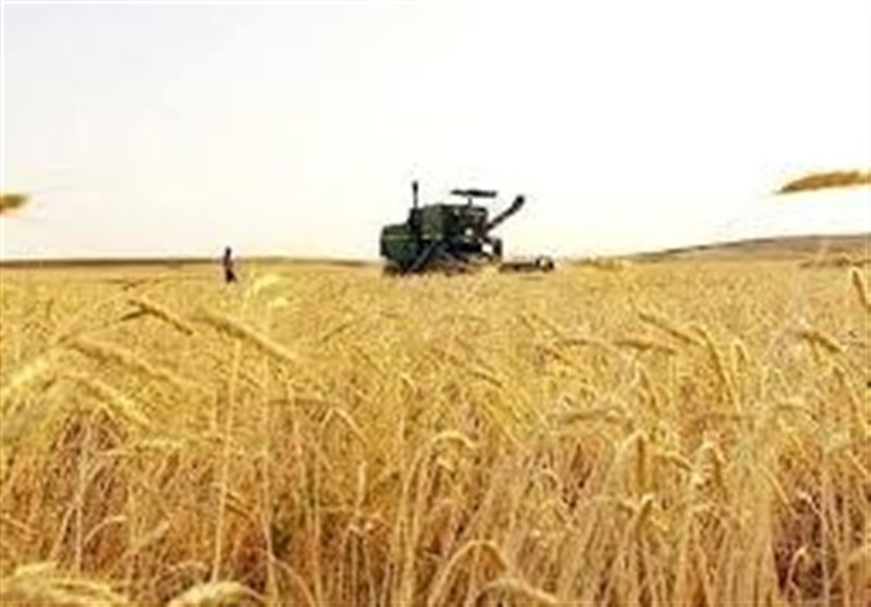 بحران اقلیم و آینده کشاورزی ایران/ امنیت ملی بر دوش گندمکاران/ از بذر تا سفره چه میگذرد؟