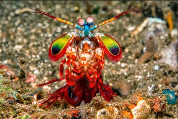 جانوری که دنیا را رنگیتر و زیباتر از انسان میبیند!