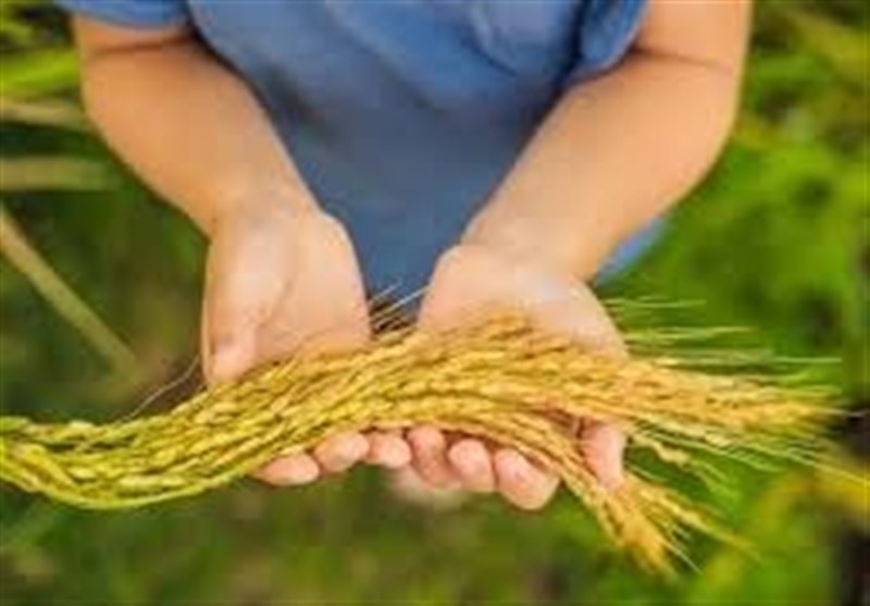 دستهای پشتپرده در بازار برنج/ شالیکاران در باتلاق دلالان گرفتار شدهاند!
