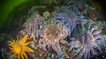 راز مرگ‌ومیر ستاره‌های دریایی پس از یک دهه فاش شد /کشف باکتری قاتل در اقیانوس آرام