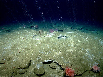 راهی تازه برای جلوگیری از انتشار متان/ میکروبهای اعماق اقیانوس شبکههای الکتریکی زنده میسازند تا متان را فیلتر کنند!