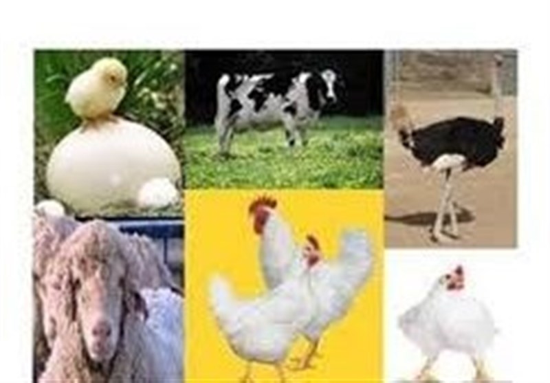 “فناوری” حلقه گمشده توسعه صنعت دام و طیور است