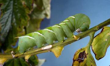 وقتی «ژست ابوالهول» درد را از بین میبرد / راز شگفتانگیز کرم تنباکو