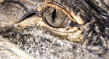 چرا تمساح سنگ میخورد؟