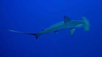 چرا کوسههای سرچکشی، کوسههای دیگر را میبلعند؟