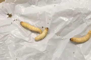 کرمهای «پلاستیکخوار» میتوانند کیسه پلاستیکی را در ۲۴ ساعت بخورند
