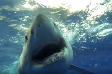 کوسههای بیدندان