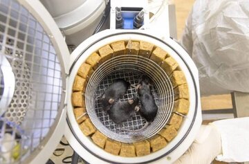 ۷۵ موش و ۱۰۰۰ مگس با این ماهواره راهی فضا شدند