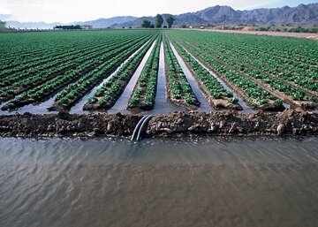 استاندار کرمان از راندمان پایین مصرف آب در بخش کشاورزی انتقاد کرد