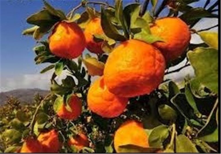 بازار داغ خریدوفروش نارنگیهای پیشرس/ تهدیدات بزرگ در باغات شمال!