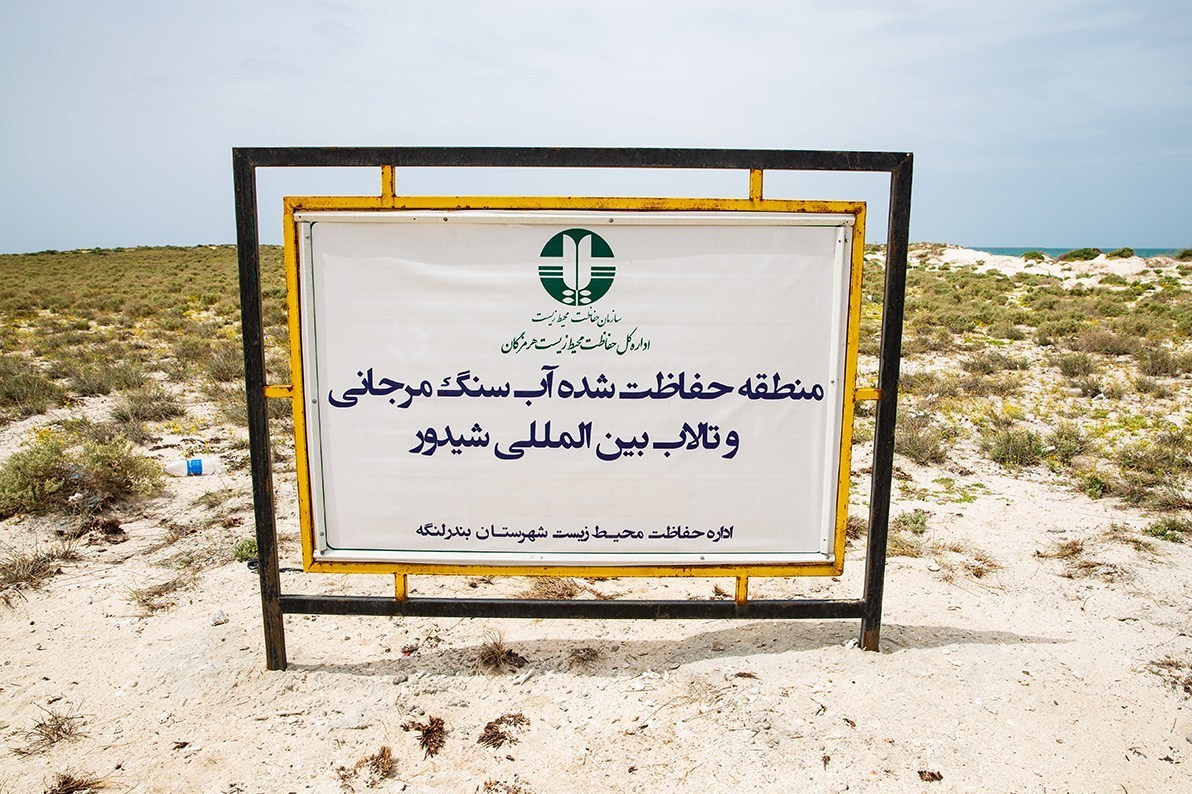 تخم پرندگان بومی جزیره شیدوَر، غذای گربه خانگی گردشگران