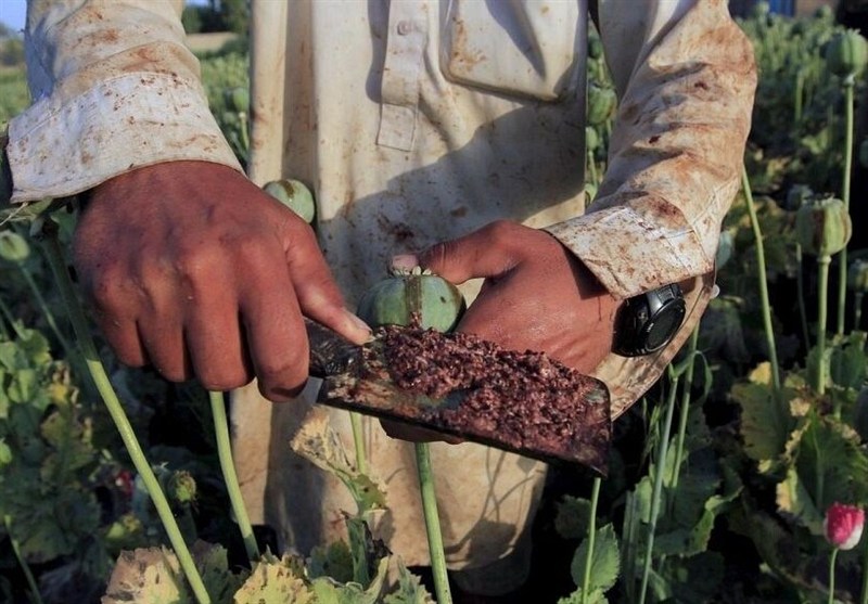 تضمین دولت درباره «کِشت بدون نَشت خشخاش» چیست؟