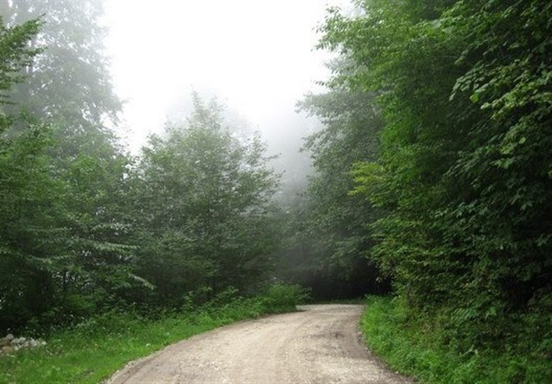 حمله ‌قاچاقچیان چوب به عمق جنگل‌های هیرکانی‌/‌ تاراج میراث ۴۰میلیون‌ساله‌ با چاشنی بی‌تدبیری!