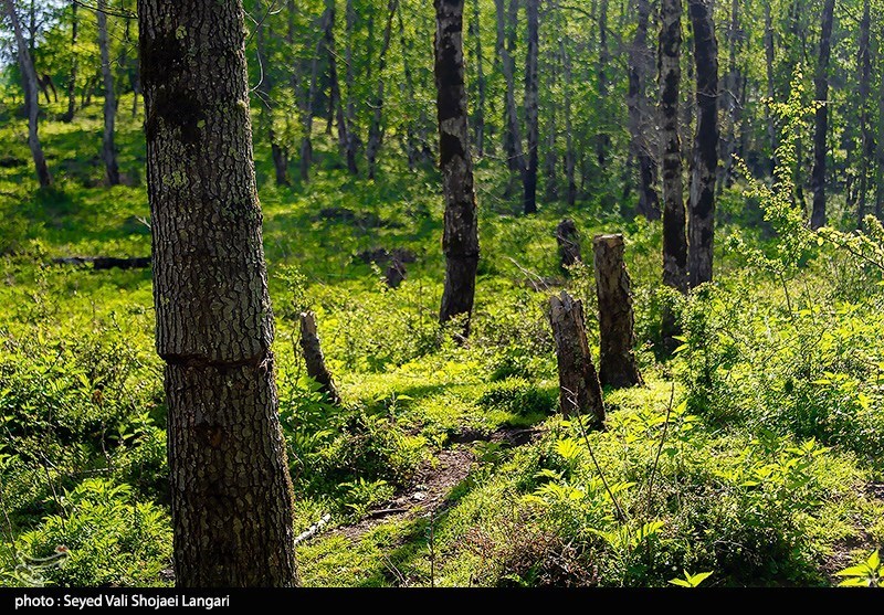 خشونت ‌در دل جنگل‌های شمال/ قاچاقچیانی که جان می‌گیرند/ تنفس جنگل یا قتلگاه سبز؟ + فیلم