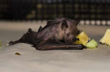 خفاشی که عمرش دو برابر شد!