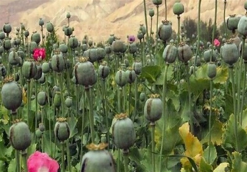 داروهای مشتق از تریاک؛ ضرورت حیاتی برای اتاقهای عمل و برخی بیماران