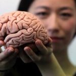راز محافظت از مغز کشف شد