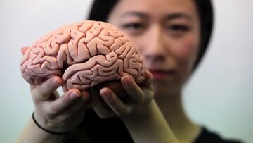 راز محافظت از مغز کشف شد