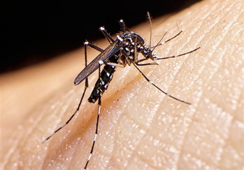 شناسایی ۴۹۷ بیمار مبتلا به تب دنگی در کشور/ صید پشه آلوده در ۹ استان کشور