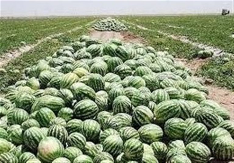 فهرست محصولات کشاورزی آببر اعلام شد/ عوارض صادراتی یکدرصدی آب مجازی