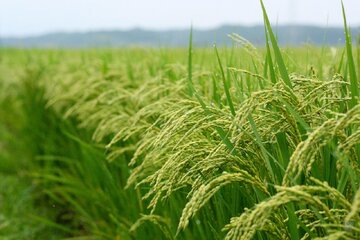 مدیر تعاون روستایی استان گلستان خبر داد: آغاز خرید شلتوک و برنج برای ذخایر احتیاطی در گلستان